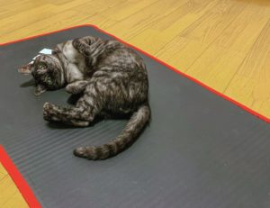 adidasトレーニングマット 猫