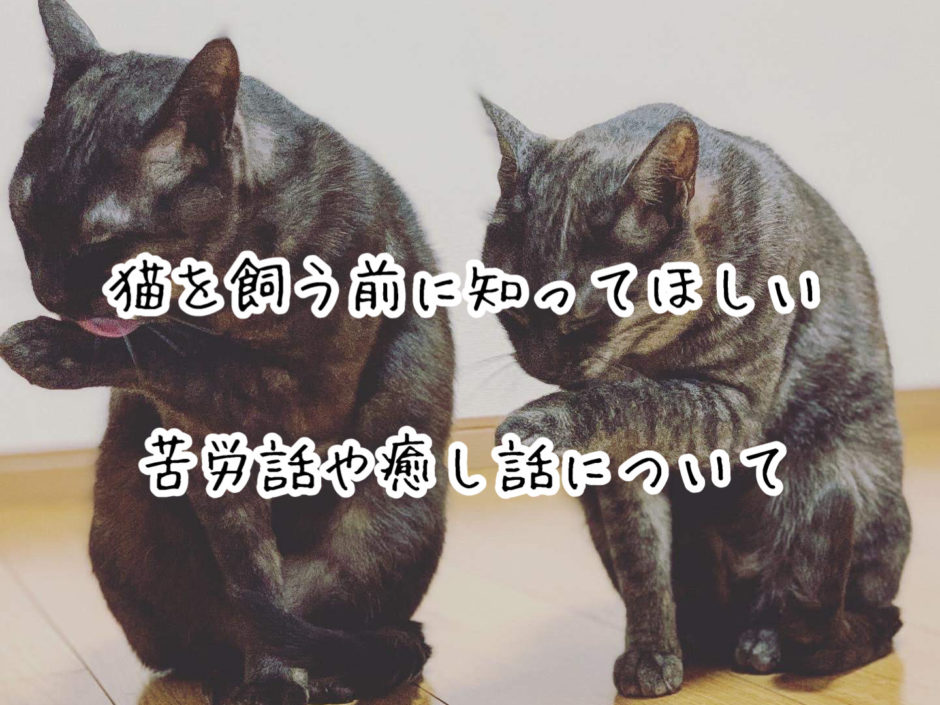 猫を飼う前に知ってほしい苦労話や癒し話について